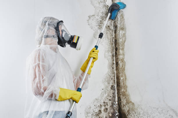Home Mold Removal in Banks, OR