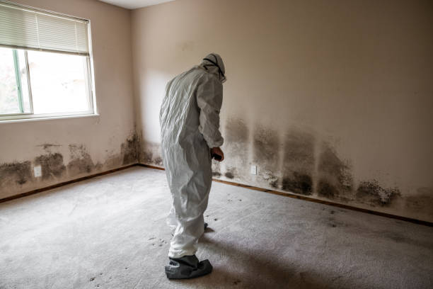 Certified Mold Removal in Banks, OR