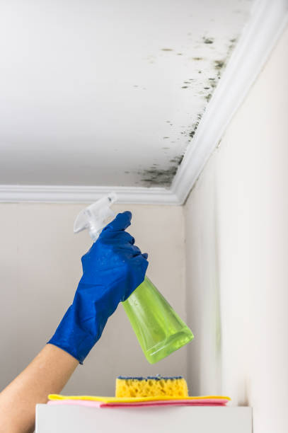 Best Mold Remediation  in Banks, OR